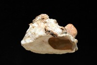 礫石綴殼螺藏品圖，第5張