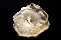 礫石綴殼螺藏品圖，第7張