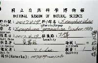 礫石綴殼螺藏品圖，第8張