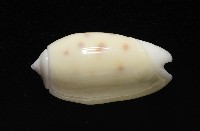棋盤榧螺藏品圖，第3張