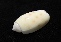 棋盤榧螺藏品圖，第8張