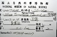 棋盤榧螺藏品圖，第12張