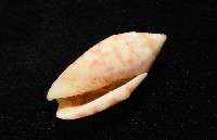 巴金森氏榧螺藏品圖，第6張