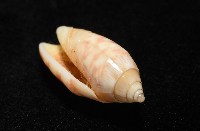 巴金森氏榧螺藏品圖，第7張