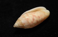 巴金森氏榧螺藏品圖，第8張