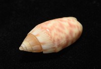 巴金森氏榧螺藏品圖，第9張