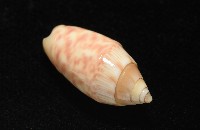 巴金森氏榧螺藏品圖，第10張