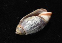 扭軸彈頭螺藏品圖，第4張