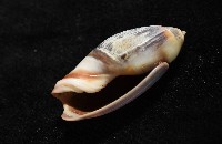 扭軸彈頭螺藏品圖，第6張