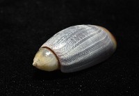 扭軸彈頭螺藏品圖，第7張