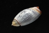 扭軸彈頭螺藏品圖，第8張