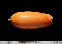 登錄號:007819-00130藏品圖，第1張