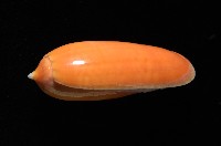 登錄號:007819-00130藏品圖，第2張