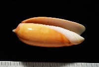 登錄號:007819-00130藏品圖，第3張