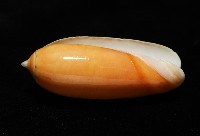 登錄號:007819-00130藏品圖，第4張