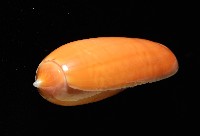 登錄號:007819-00130藏品圖，第5張