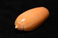登錄號:007819-00130藏品圖，第6張