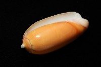 登錄號:007819-00130藏品圖，第9張