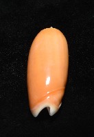 登錄號:007819-00130藏品圖，第10張