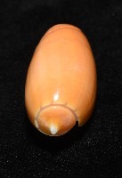 登錄號:007819-00130藏品圖，第11張
