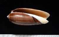 登錄號:007819-00131藏品圖，第1張
