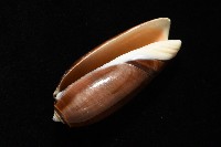 登錄號:007819-00131藏品圖，第2張
