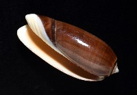 登錄號:007819-00131藏品圖，第3張