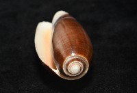 登錄號:007819-00131藏品圖，第4張