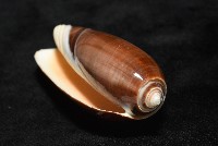 登錄號:007819-00131藏品圖，第5張