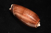 登錄號:007819-00131藏品圖，第6張