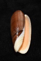 登錄號:007819-00131藏品圖，第8張