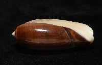 登錄號:007819-00131藏品圖，第9張