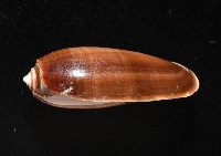 登錄號:007819-00131藏品圖，第10張