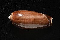 登錄號:007819-00131藏品圖，第11張