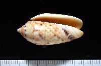 登錄號:007819-00132藏品圖，第1張