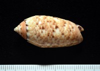 登錄號:007819-00132藏品圖，第3張