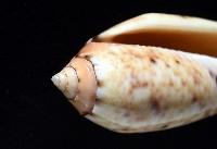 登錄號:007819-00132藏品圖，第5張