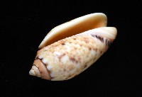 登錄號:007819-00132藏品圖，第6張