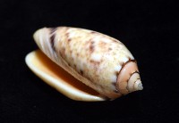 登錄號:007819-00132藏品圖，第7張