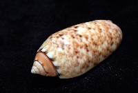 登錄號:007819-00132藏品圖，第8張