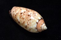 登錄號:007819-00132藏品圖，第9張