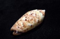 登錄號:007819-00132藏品圖，第10張