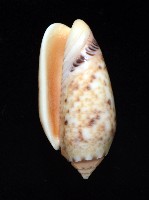 登錄號:007819-00132藏品圖，第13張