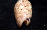 登錄號:007819-00132藏品圖，第15張