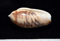 泡形榧螺藏品圖，第4張