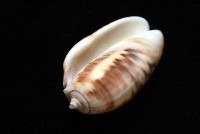 泡形榧螺藏品圖，第5張