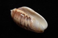 泡形榧螺藏品圖，第8張