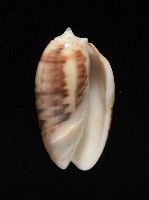 泡形榧螺藏品圖，第15張