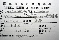 泡形榧螺藏品圖，第16張