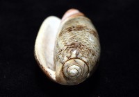 金唇榧螺藏品圖，第6張